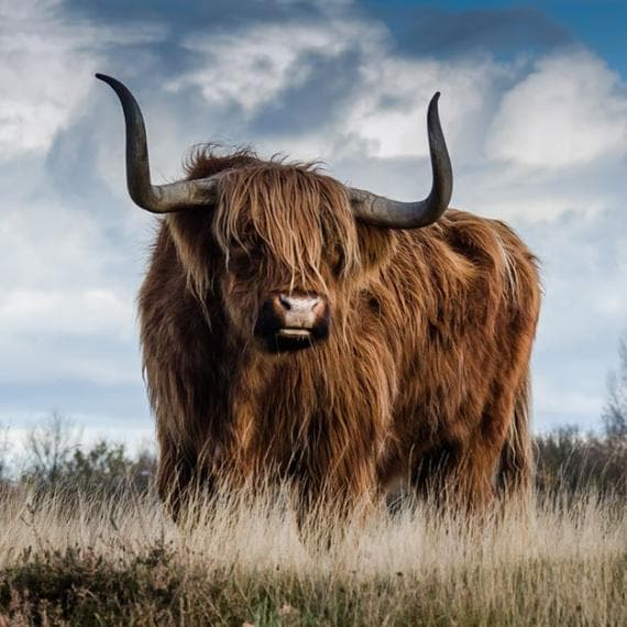 The Hairy Coo Website Development
