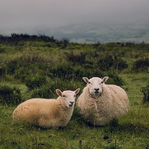 Country Stores Direct E-Commerce